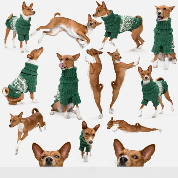 Collage sur beau chien de race pure, race Basenji portant un pull chaud tricoté isolé sur fond blanc. Concept de beauté, race, animaux de compagnie, vie animale. — Photo