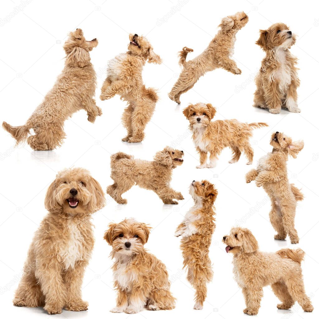 Set of portraits of beautiful dog, maltipoo golden color posing isolated over white background. Concept of beauty, breed, pets, animal life.