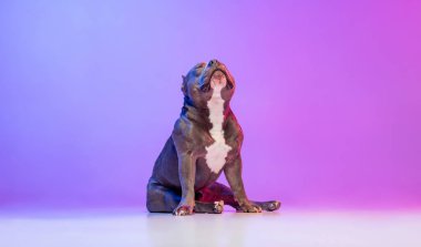 Safkan köpek staffordshire Teriyeri 'nin portresi stüdyo arka planında izole edilmiş pembe bir ışıkla. Hareket kavramı, hareket, evcil hayvanlar, aşk, hayvan