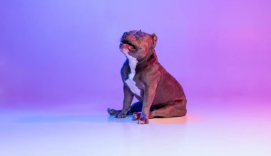 Safkan köpek staffordshire Teriyeri 'nin portresi stüdyo arka planında izole edilmiş pembe bir ışıkla. Hareket kavramı, hareket, evcil hayvanlar, aşk, hayvan