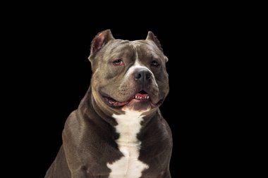 Yakından çikolata rengi safkan köpek, personeli teriyer siyah stüdyo arka planında izole edilmiş kameraya bakıyor. Hayvan bakımı kavramı