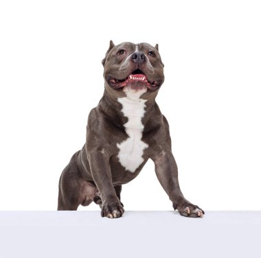 Çikolata renkli köpeğin stüdyo resmi, beyaz stüdyo arka planında izole edilmiş bir teriyer. Hareket kavramı, güzellik, moda, cinsler, evcil hayvanlar aşk, hayvan