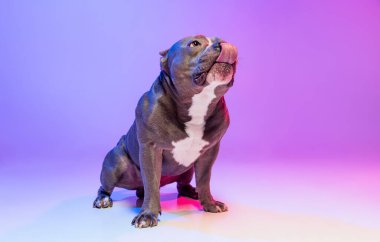 Safkan köpek staffordshire Teriyeri 'nin portresi stüdyo arka planında izole edilmiş pembe bir ışıkla. Hareket kavramı, hareket, evcil hayvanlar, aşk, hayvan