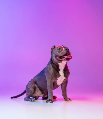 Safkan köpek staffordshire Teriyeri 'nin portresi stüdyo arka planında izole edilmiş pembe bir ışıkla. Hareket kavramı, hareket, evcil hayvanlar, aşk, hayvan