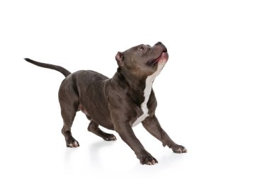 Çikolata renkli köpeğin stüdyo resmi, beyaz stüdyo arka planında izole edilmiş bir teriyer. Hareket kavramı, güzellik, moda, cinsler, evcil hayvanlar aşk, hayvan