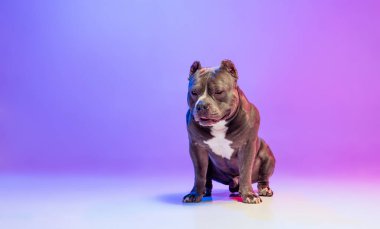 Safkan köpek staffordshire Teriyeri 'nin portresi stüdyo arka planında izole edilmiş pembe bir ışıkla. Hareket kavramı, hareket, evcil hayvanlar, aşk, hayvan