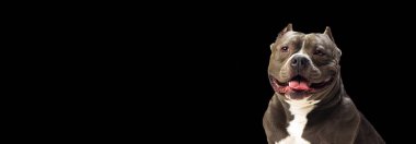 El ilanı. Yakından çikolata rengi safkan köpek, personeli teriyer siyah stüdyo arka planında izole edilmiş kameraya bakıyor. Hayvan bakımı kavramı