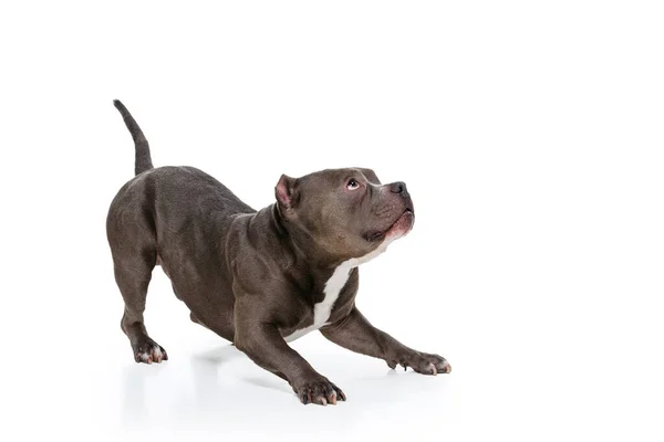 Photo studio de chien couleur chocolat, staffordshire terrier isolé sur fond de studio blanc. Concept de mouvement, beauté, mode, races, animaux de compagnie amour, animal — Photo