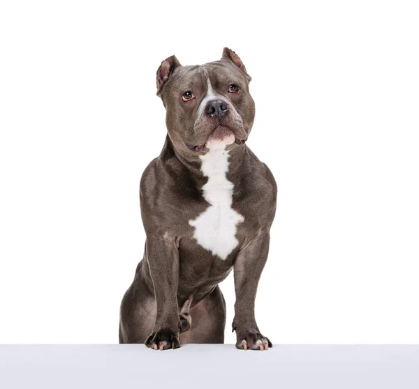 Studio shot of chocolate color dog, staffordshire terrier isolated over white studio background. Concept of motion, beauty, fashion, breeds, pets love, animal — Stock Photo, Image