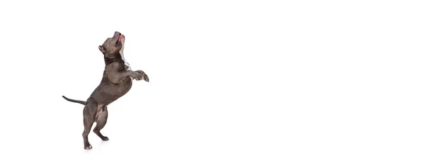 Estúdio tiro de chocolate cor cão, terrier staffordshire isolado sobre fundo estúdio branco. Conceito de movimento, beleza, moda, raças, animais de estimação amor, animal — Fotografia de Stock
