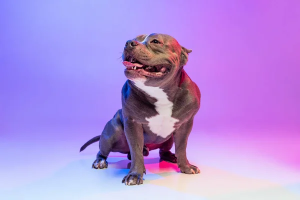 Retrato de cão de raça pura staffordshire terrier posando isolado sobre o fundo do estúdio em neon gradiente rosa luz roxa. Conceito de movimento, ação, animais de estimação amor, animal — Fotografia de Stock