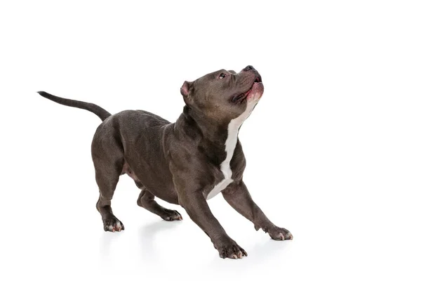 Photo studio de chien couleur chocolat, staffordshire terrier isolé sur fond de studio blanc. Concept de mouvement, beauté, mode, races, animaux de compagnie amour, animal — Photo