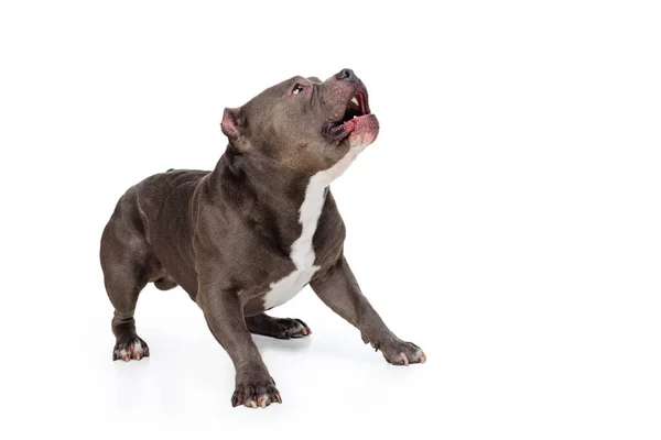 Photo studio de chien couleur chocolat, staffordshire terrier isolé sur fond de studio blanc. Concept de mouvement, beauté, mode, races, animaux de compagnie amour, animal — Photo