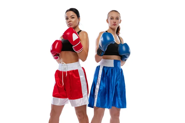 Две молодые красивые девушки, профессиональные боксеры в боксёрских шортах и перчатках позируют изолированно на белом фоне студии. Концепция спорта, учебы, соревнований — стоковое фото