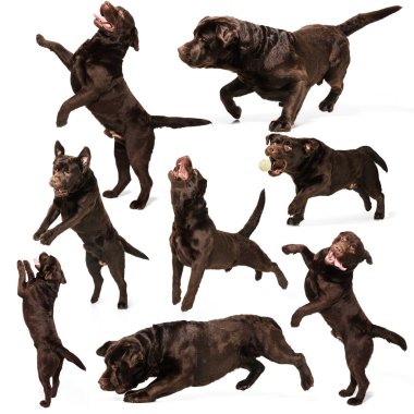 Çikolata rengi köpek resimleri, labrador beyaz stüdyo arka planında izole edilmiş. Hareket kavramı, güzellik, moda, cinsler, evcil hayvanlar aşk, hayvan