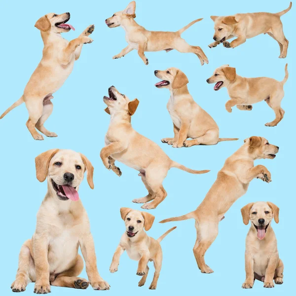 Conjunto de imagens de engraçado, cão de raça pura bonito, Labrador isolado sobre fundo azul. Conceito de beleza, raça, animais de estimação, vida animal. — Fotografia de Stock