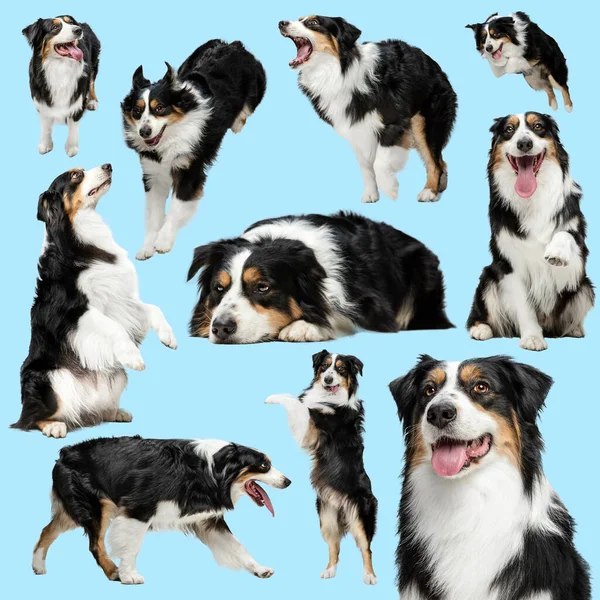 Collage sur beau chien de race avec différentes émotions isolées sur fond bleu. Concept de beauté, race, animaux de compagnie, vie animale. — Photo