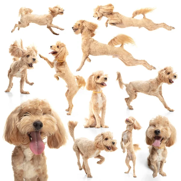 Conjunto de retratos de cão bonito, cor dourada maltipoo posando isolado sobre fundo branco. Conceito de beleza, raça, animais de estimação, vida animal. — Fotografia de Stock