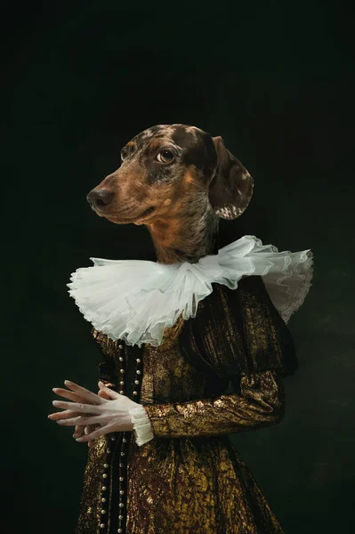 Szlachetna pani. Kobieta średniowiecznej osoby królewskiej w zabytkowej odzieży na czele głowy psa izolowane na ciemnym tle retro. Koncepcja porównania epok, dzieł sztuki. Surrealizm — Zdjęcie stockowe