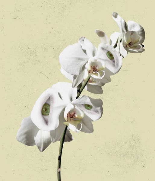 Branche d'orchidée blanche avec des yeux humains à l'intérieur sur fond clair. Design moderne. L'art contemporain. Collage créatif. Beauté, art, vision, mode — Photo