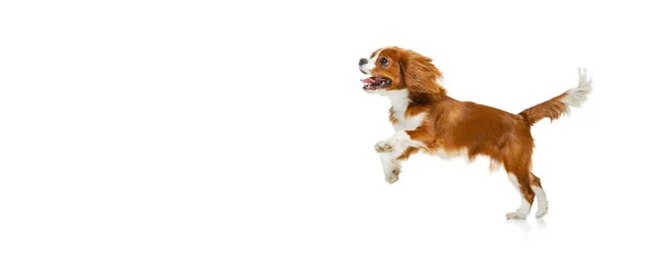 Portrait of beautiful cute dog, King Charles Spaniel isolated over white studio background. Concept of motion, beauty, fashion, breeds, pets love, animal — Stock Photo, Image