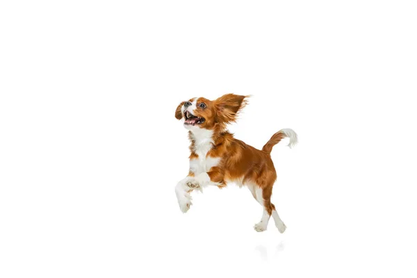 Portrait of beautiful cute dog, King Charles Spaniel isolated over white studio background. Concept of motion, beauty, fashion, breeds, pets love, animal — Stock Photo, Image