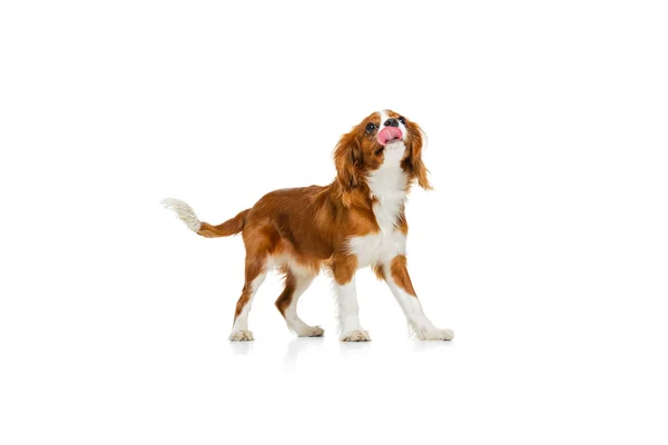 美丽可爱的狗的肖像，查尔斯 · 斯潘尼尔国王隔离在白色的工作室背景。运动的概念，美，时尚，品种，宠物的爱，动物 — 图库照片