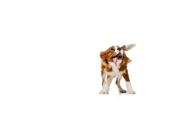 Portrait of beautiful cute dog, King Charles Spaniel isolated over white studio background. Concept of motion, beauty, fashion, breeds, pets love, animal — Stock Photo, Image