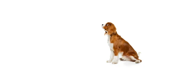 Flyer. Portrait of beautiful cute dog, King Charles Spaniel isolated over white studio background. Concept of motion, beauty, fashion, breeds, pets love, animal — Stock Photo, Image