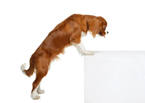 Retrato de belo cão bonito, Rei Charles Spaniel isolado sobre fundo estúdio branco. Conceito de movimento, beleza, moda, raças, animais de estimação amor, animal — Fotografia de Stock
