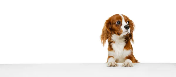 Companion dog breed, King Charles Spaniel looking at camera isolated over white studio background. Concept of motion, beauty, fashion, breeds, pets love, animal — Stock Photo, Image