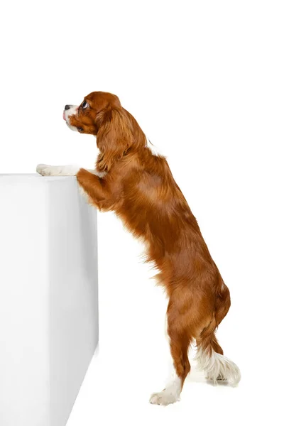 Cão bonito, Rei Charles Spaniel posando isolado sobre fundo de estúdio branco. Conceito de movimento, beleza, moda, raças, animais de estimação amor, animal — Fotografia de Stock