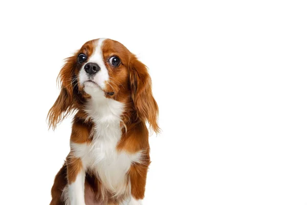 Companion dog breed, King Charles Spaniel looking at camera isolated over white studio background. Concept of motion, beauty, fashion, breeds, pets love, animal — Stock Photo, Image