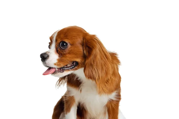 Cute doggie, King Charles Spaniel posing isolated over white studio background. Concept of motion, beauty, fashion, breeds, pets love, animal — Stock Photo, Image