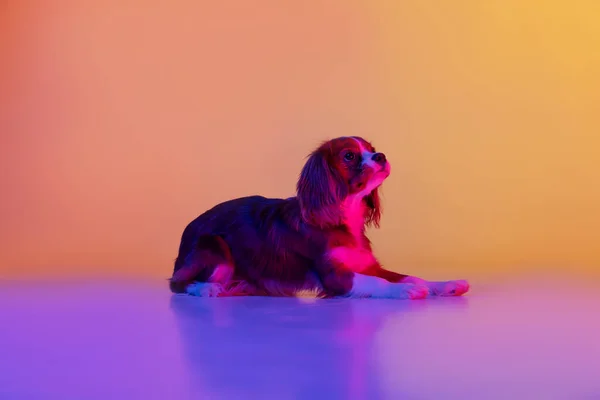 小纯种狗的画像，查尔斯 · 斯潘尼尔国王躺在地板上，隔离在斜黄色紫色背景的霓虹灯之上。品种、宠物、爱情、动物的概念 — 图库照片