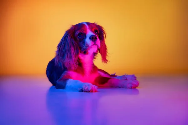 Portrait de petit chien de race, roi Charles Spaniel couché sur le sol isolé sur fond dégradé de pourpre jaune au néon. Concept de races, animaux de compagnie amour, animal — Photo