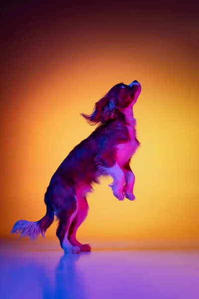 Retrato de un perrito de raza pura, el rey Carlos Spaniel aislado sobre un fondo de color amarillo púrpura degradado en neón. Concepto de movimiento, belleza, moda, razas, mascotas amor, animal —  Fotos de Stock