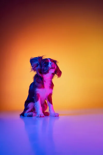 Portrait de petit chien de race, roi Charles Spaniel assis sur le sol isolé sur fond jaune pourpre dégradé au néon. — Photo