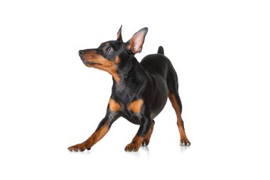 Zwergpinscher 'ın beyaz arka planda yalnız poz verdiği güzel bir köpeğin stüdyo çekimi. Hareket kavramı, evcil hayvanlar, aşk, hayvan hayatı..