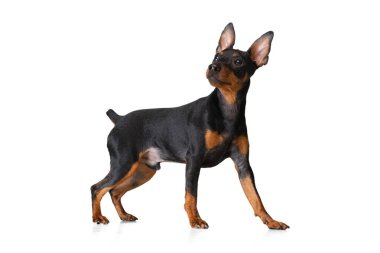 Zwergpinscher 'ın beyaz arka planda yalnız poz verdiği güzel bir köpeğin stüdyo çekimi. Hareket kavramı, evcil hayvanlar, aşk, hayvan hayatı..