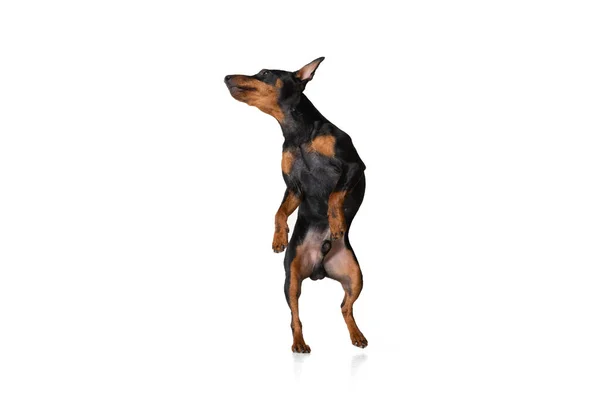 Studio shot van mooie schattige hond, Zwergpinscher poseren geïsoleerd op witte achtergrond. Bewegingsconcept, dierenliefde, dierenleven. — Stockfoto