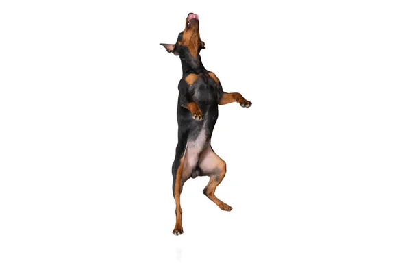 Estudio de tiro de hermoso perro lindo, Zwergpinscher posando aislado sobre fondo blanco. Concepto de movimiento, mascotas amor, vida animal. — Foto de Stock