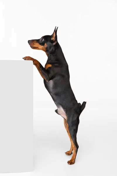 Estúdio tiro de belo cão bonito, Zwergpinscher posando isolado no fundo branco. Conceito de movimento, animais de estimação amor, vida animal. — Fotografia de Stock