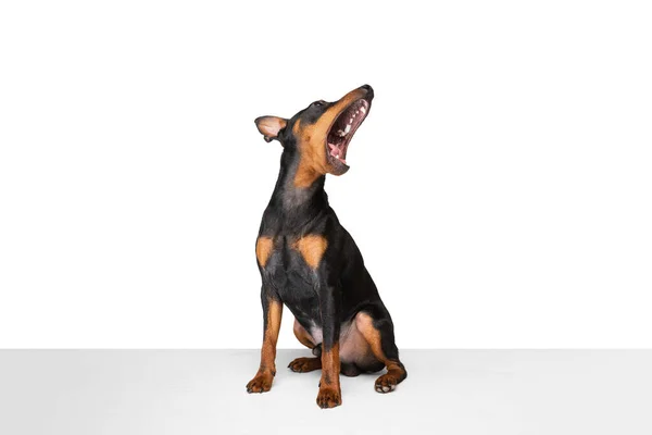 Estúdio tiro de belo cão bonito, Zwergpinscher posando isolado no fundo branco. Conceito de movimento, animais de estimação amor, vida animal. — Fotografia de Stock