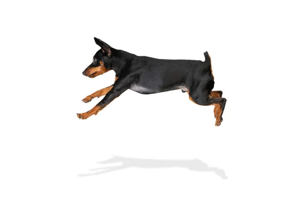 Studio shot van mooie schattige hond, Zwergpinscher poseren geïsoleerd op witte achtergrond. Bewegingsconcept, dierenliefde, dierenleven. — Stockfoto