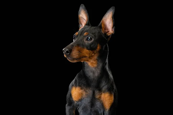 Retrato de adorable perro Zwergpinscher posando aislado sobre fondo oscuro. Concepto de belleza, movimiento, mascotas amor, vida animal, moda. — Foto de Stock