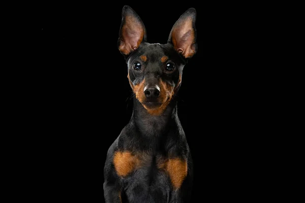 Portrét rozkošného psa Zwergpinscher pózujícího izolovaně na tmavém pozadí. Pojetí krásy, pohybu, milování domácích mazlíčků, zvířecí život, móda. — Stock fotografie