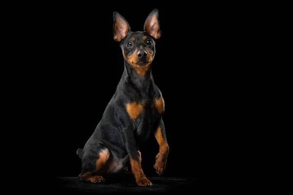 Retrato de adorable perro Zwergpinscher posando aislado sobre fondo oscuro. Concepto de belleza, movimiento, mascotas amor, vida animal, moda. — Foto de Stock