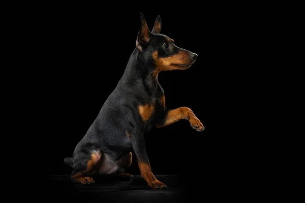 Portrét rozkošného psa Zwergpinscher sedícího na podlaze izolované na tmavém pozadí. Pojetí krásy, pohybu, milování domácích mazlíčků, zvířecí život, móda. — Stock fotografie