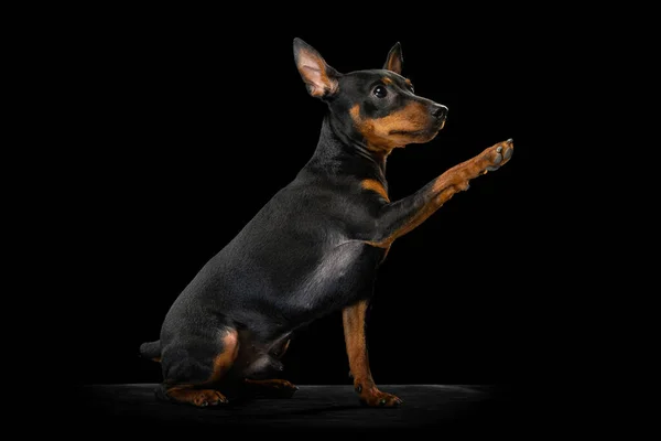 Portret van schattige Zwergpinscher hond zittend op vloer geïsoleerd op donkere achtergrond. Concept van schoonheid, beweging, huisdieren liefde, dierlijk leven, mode. — Stockfoto